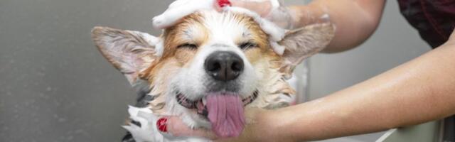 Vlasnici u šoku: Evo šta nikada ne smete da radite kada kupate psa