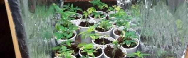 AKCIJA POLICIJE U SOKOBANJI Otkrivena laboratorija za proizvodnju droge, zaplenjeno oružje