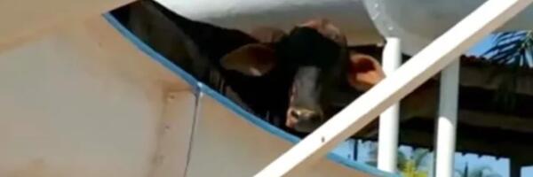 Krava se zaglavila na toboganu nakon što je pobegla od sudnjega dana