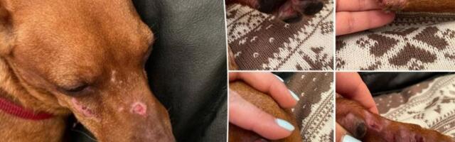 OSTAVILA LJUBIMCA NA ČUVANJE! Vratili joj POVREĐENOG psa, KRVAVIH OČIJU, DROGIRANOG I DEPRESIVNOG! Traumatično iskustvo Alise iz Kraljeva!