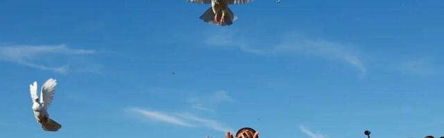 Beli golubovi u Novom Sadu među 18 najupečatljivijih fotografija 2025.