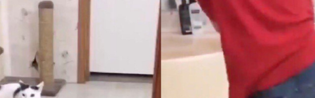 Dečak je pred MAČKOM izvodio borilačku veštinu, a onda je ona uradila OVO (VIDEO)