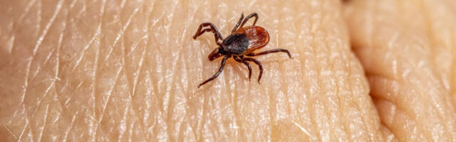 ЈКП Градска чистоћа сутра наставља пролећну акцију сузбијања крпеља