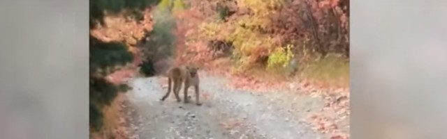 PANIKA na džogingu: Puma na putu... (VIDEO)