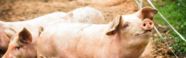 UBISTVO KOJE JE ZGROZILO SVET: Farmer i radnici bacili žrtve svinjama (VIDEO)