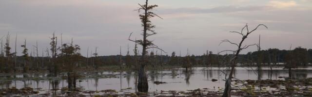Keltski zlatnici stari 2.300 godina pronađeni u švajcarskoj močvari: Evo zašto su baš tu ostavljeni (FOTO)