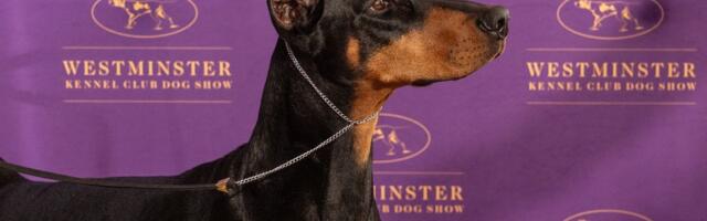 Pobednica Vestminstera, 4-godišnja dobermanka Peni, povlači se iz izložbenog ringa zbog nove životne uloge