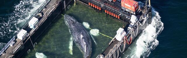 OVO JE NESTVARNA SLIKA KOJA OBILAZI SVET Grdosija od nekoliko tona bori se za život, ovako pokušavaju da je spasu