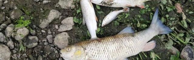 Pomor ribe u reci Ibar kod Rožaja: Mrtve su i divlje patke, ekološki aktivisti na nogama!