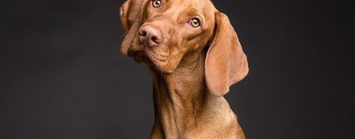 Napravljeno pivo za pse