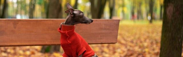 5 rasa pasa koje retko posećuju veterinara: Otporni i izdržljivi - skoro nikad ne obolevaju (VIDEO)