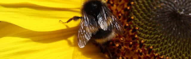 Матице бумбара могу преживети поплаве током хибернације