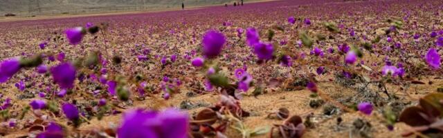 Može li čovek da ozeleni pustinje