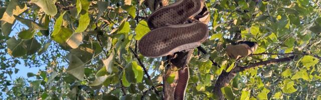 Pedesetak ljudi na Fruškoj gori BEZ PATIKA I CIPELA: Pominju "uzemljenje", evo o čemu se radi