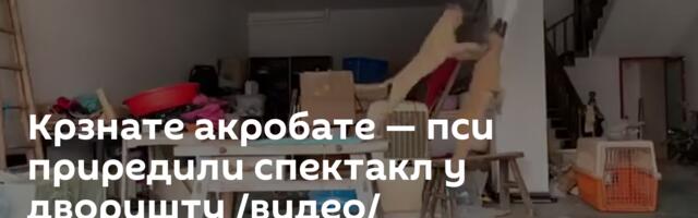 Крзнате акробате — пси приредили спектакл у дворишту /видео/