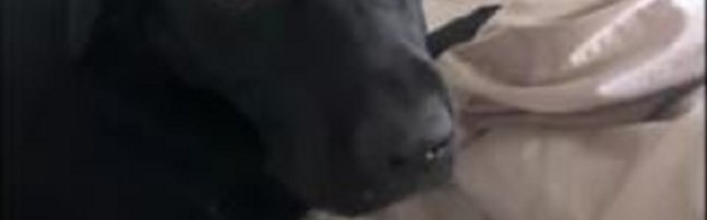 Samo puka misao o tome kako mazite drugog psa može učiniti vašeg ljubimca veoma ljubomornim!