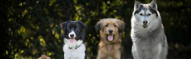 Korisni saveti pri izboru rase psa