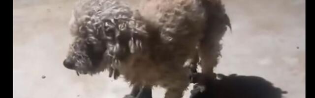 Stara poluslepa pudla, bez čipa i većine zuba, puna tumora, "odslužila svoje" i izbačena na ulice Odžaka