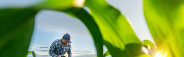 PODIGNUTA OPTUŽNICA Sumnja se da je Ljubisav (82) ubio svog komšiju Jovana (80), zbog kukuruza i crne magije