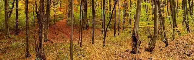 Bosutske šume stavljene pod zaštitu