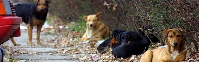 Sve više ujeda pasa na području Nišavskog okruga, za četiri godine skoro dupliran broj
