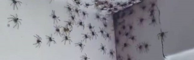 Zatekle "opsadu" paukova u ćerkinoj sobi: "Da li se selimo?"