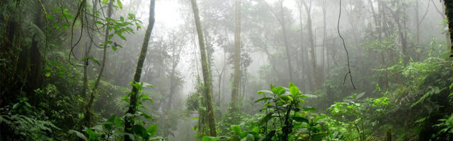 Amazonska prašuma izumire i možda je to kraj