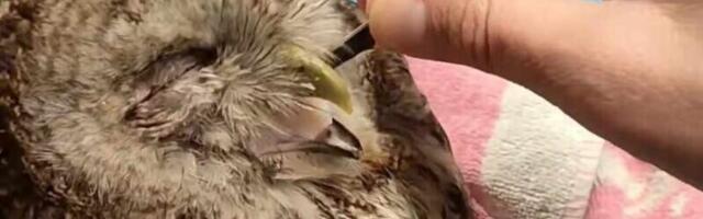 Udruženje Zoo Planet zbrinulo šumsku sovu koju je udario automobil