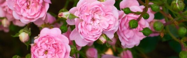 Mirisaće godinama i imaćete najlepši vrt! Zasadite ovo cveće