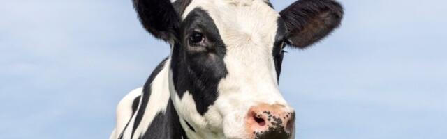 Gde su krave?! Brod misteriozno nestao sa radara - Preti vandredno stanje, situacija je alarmantna