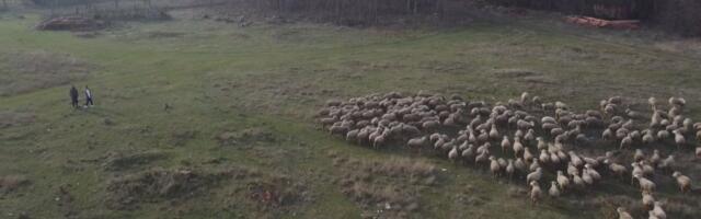 Teodor i Željana iz Vračevog Gaja najmlađi su domaćini u Srbiji: Imaju 500 grla stoke