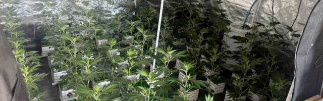 OTKRIVENE LABORATORIJE DROGE U BEOGRADU! U stanovima na Zvezdari gajio marihuanu! Pogledajte SPEKTAKULARNU akciju policije! (FOTO, VIDEO)