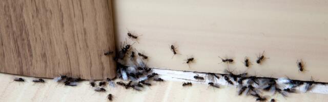 Rešite se mrava na prirodan način: Sastojke imate u kući