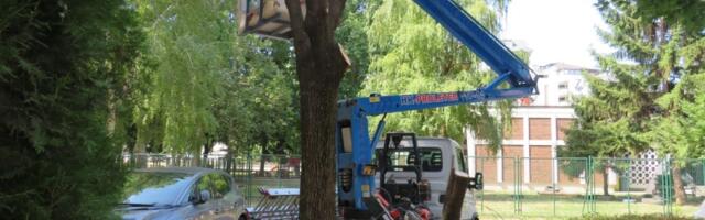 U toku seča suvih i obolelih stabala (FOTO)