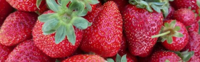 Da li bi platili ovoliko? Ovo je cena domaćih jagoda (FOTO)