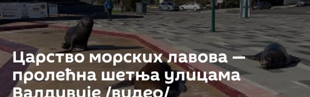 Царство морских лавова — пролећна шетња улицама Валдивије /видео/