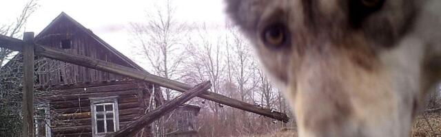 Černobilj i oblast između dve Koreje postale u raj za divlje životinje