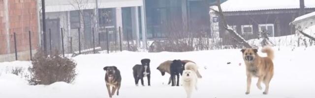 Građani Tutina zabrinuti zbog velikog broja pasa lutalica u gradu (Video)