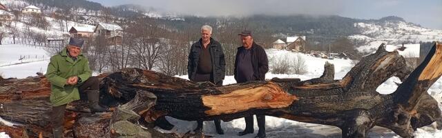 Оборен записни бор у Негбини