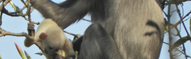 Nova vrsta majmuna otkrivena u Mjanmaru (VIDEO)