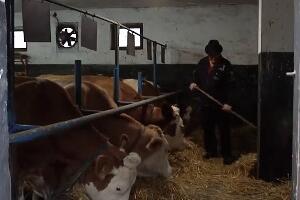 Муке са афлатоксином у млеку, како се уклопити у европски стандард