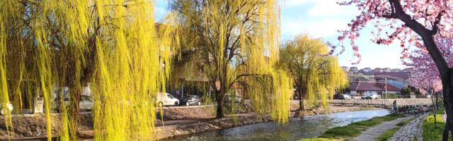 Srbijavode: Inspekcija naložila, vrbe će biti posječene