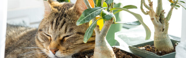 3 biljke koje se moraju naći u svakom, pa i najmanjem stanu