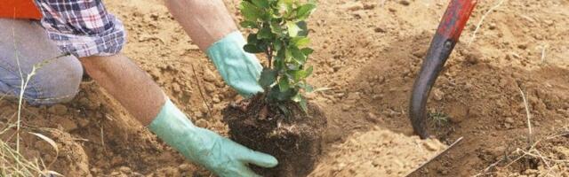 Sada je idealno vreme! Evo koje biljke i povrće treba zasaditi u septembru