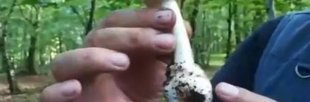 20 LJUDI SE OTROVALO PEČURKAMA, IMA MRTVIH! Više njih zadobilo teška oštećenja jetre: Ne vredi ni ako ih skuvate, stravičan slučaj u Kaliforniji