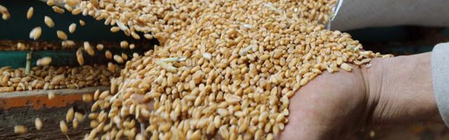 Kako kuvana pšenica pomaže u borbi sa hemoroidima