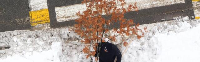 ZA BELI BOŽIĆ BADNJACI POD SNEGOM: Uoči najradosnijeg praznika u Loznici (FOTO)