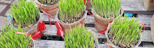 Danas je drugi dan Božića - Evo šta se radi sa božičnom pšenicom