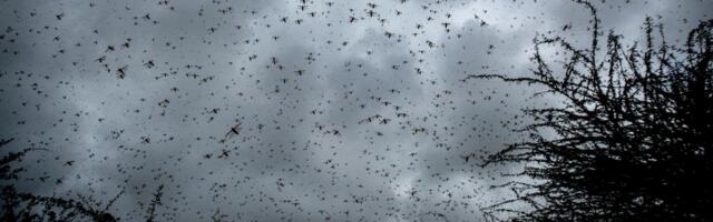 Uzbuna u jednom od omiljenih letovališta Srba: Primećena stvorenja s rogovima, mogu sve da unište!