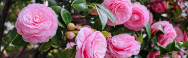 Cvet koji obožava hladovinu: Zahteva minimum nege, a da bi bujao 1 stvar je ključna